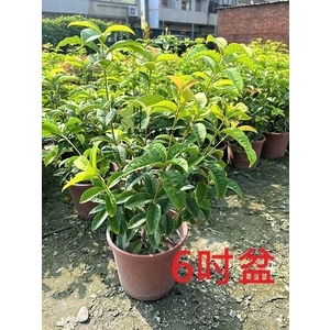 桂花-川井景觀設計有限公司