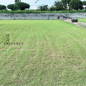 百慕達草-川井景觀設計有限公司