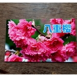 八重櫻-東平種苗園