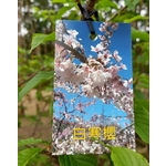 白寒櫻-東平種苗園