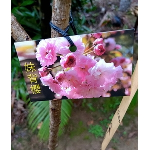 妹背櫻-東平種苗園