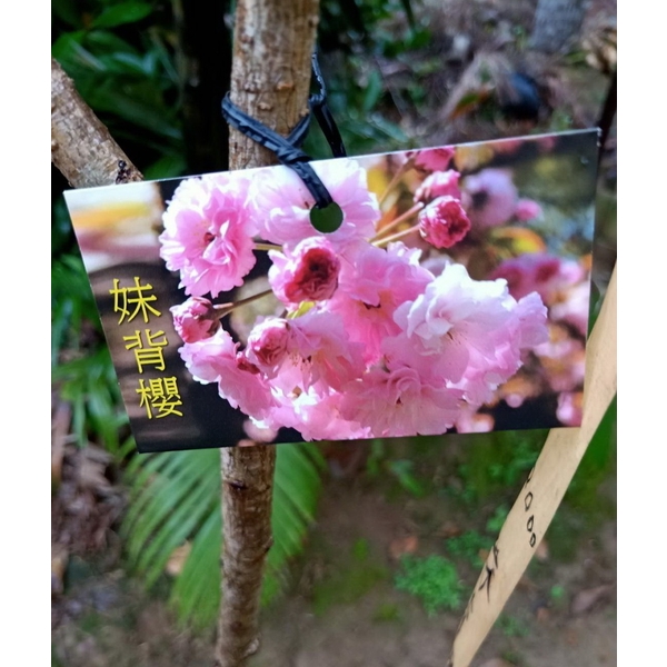 妹背櫻