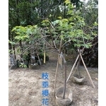 垂枝櫻花-東平種苗園