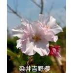 染井吉野櫻-東平種苗園