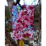 香水紅粉佳人-東平種苗園