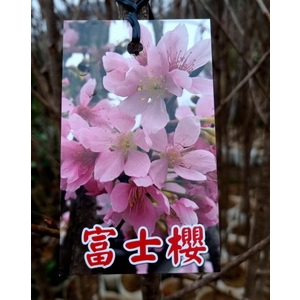 富士櫻-東平種苗園