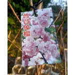 普賢象櫻-東平種苗園