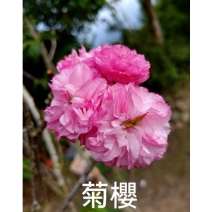 菊櫻-東平種苗園
