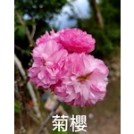 菊櫻-東平種苗園