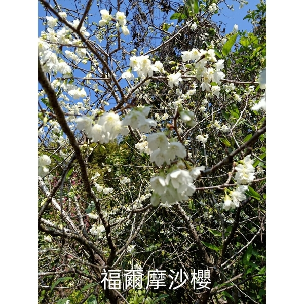 福爾摩沙櫻-東平種苗園