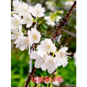 福爾摩沙櫻-東平種苗園