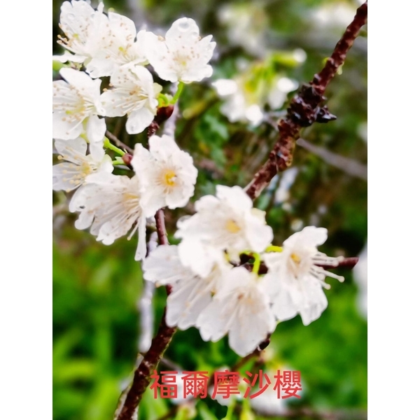 福爾摩沙櫻