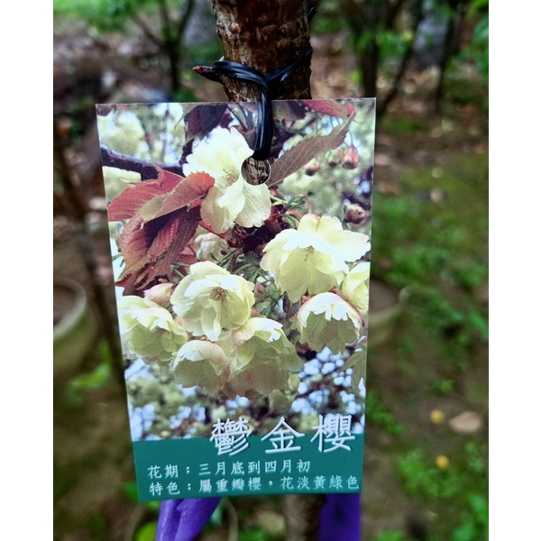 鬱金櫻