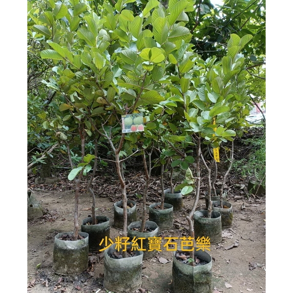 少籽紅寶石芭樂