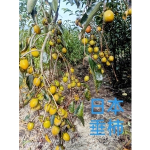 日本垂柿-東平種苗園