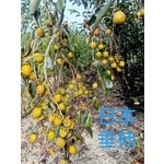 日本垂柿-東平種苗園