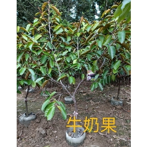 牛奶果-東平種苗園