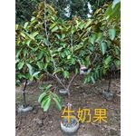 牛奶果-東平種苗園