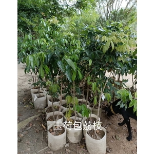 玉荷包荔枝-東平種苗園