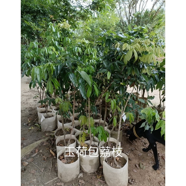 玉荷包荔枝