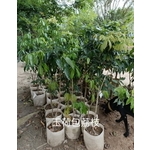 玉荷包荔枝-東平種苗園