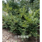 四季樹葡萄-東平種苗園