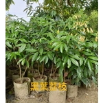 黑葉荔枝-東平種苗園