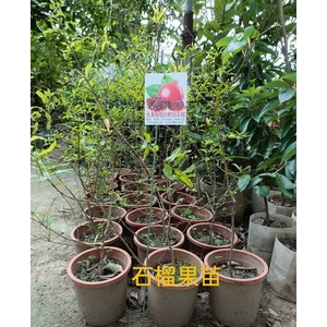 石榴果苗-東平種苗園