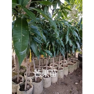 芒果苗-東平種苗園