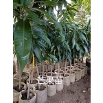 芒果苗-東平種苗園