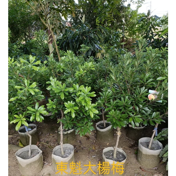 東魁大楊樹