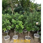 東魁大楊樹-東平種苗園