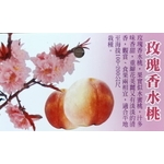 玫瑰香水桃-東平種苗園