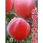 紅寶石水蜜桃-東平種苗園