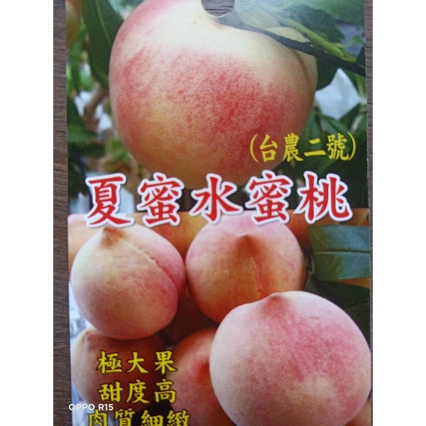 夏蜜水蜜桃
