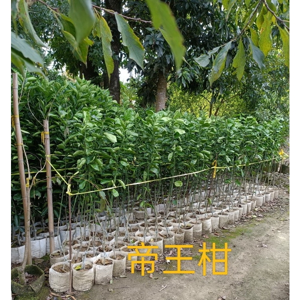 帝王柑