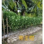 帝王柑-東平種苗園