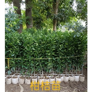 柑桔苗-東平種苗園