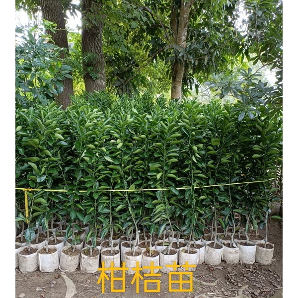 柑桔苗