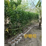 砂糖桔-東平種苗園
