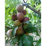珍珠李-東平種苗園