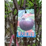 特大紅肉李-東平種苗園