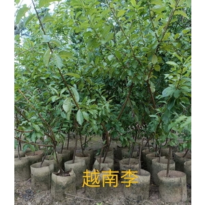 越南李-東平種苗園