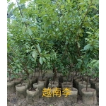越南李-東平種苗園