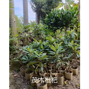 茂木枇杷-東平種苗園