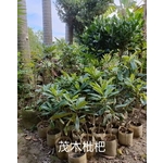 茂木枇杷-東平種苗園