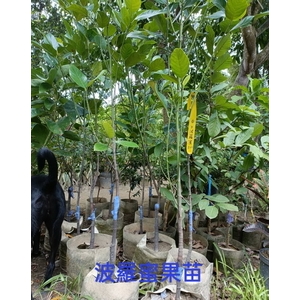 波蘿蜜果苗-東平種苗園
