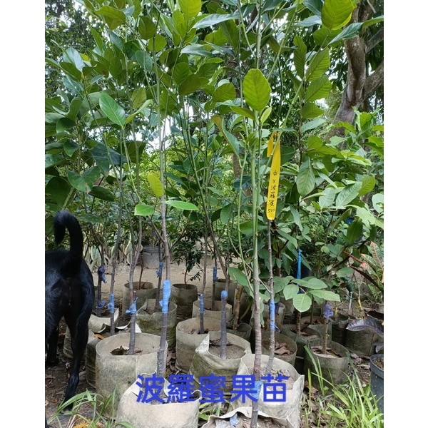 波蘿蜜果苗