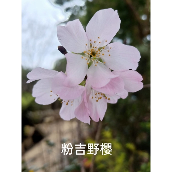 粉吉野櫻