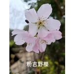 粉吉野櫻-東平種苗園